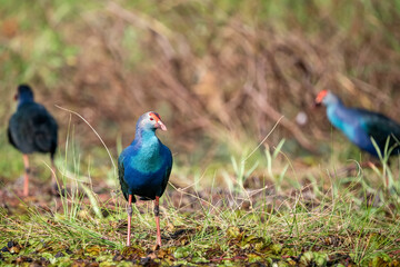 Purple Swamphen, Grey-headed Swamphen