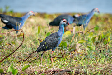 Purple Swamphen, Grey-headed Swamphen