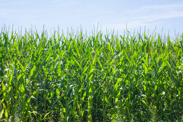 Obraz premium Maisfeld (Zea mays subsp. mays) , Niedersachsen, Deutschland