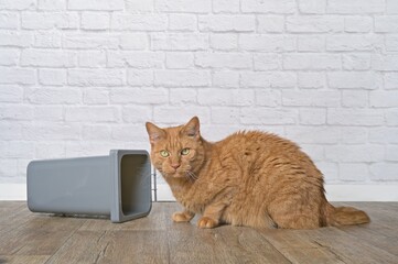 Funny orange cat next to a overturned trashcan looking for something to eat.