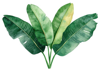 Fototapeta premium Watercolor illustration of banana leaves on a transparent background. Tropical foliage for design.