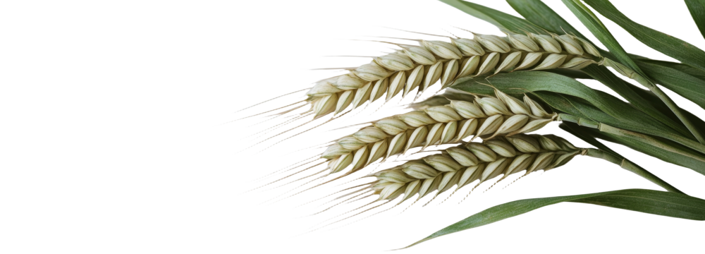 Green young ears of wheat on white background in isolation are presented