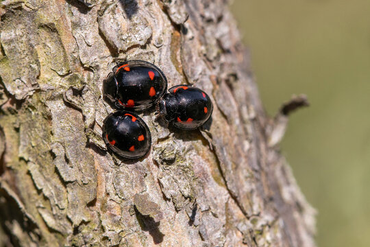 Pine ladybird, Exochomus quadripustulatus 