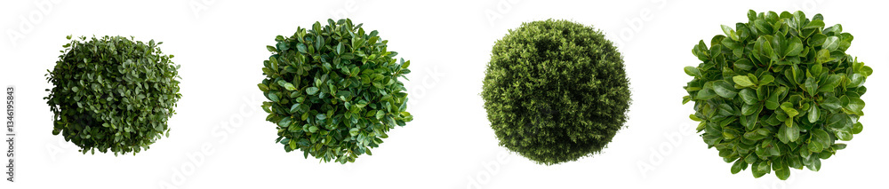 Poster Isolated bush on a white background, including various objects with defined clipping paths
