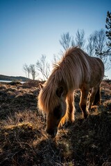 icelandic horse pony on the coast pretty wandering nature natural 