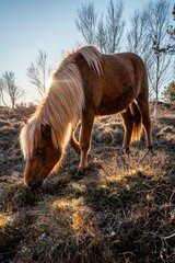 icelandic horse pony on the coast pretty wandering nature natural 