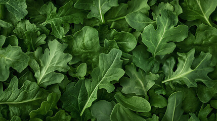 Fresh Green Salad Leaves Close-up