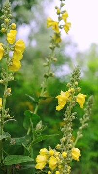 Yellow Flowers Of Verbascum Olympicum Blooming Close Up