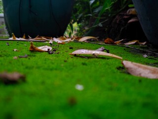 Obraz premium A close-up, low-angle photograph showcasing vibrant green moss sprinkled with fallen leaves in a garden setting. Ideal for nature, environment, and seasonal themes, highlighting the organic textures a