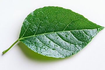 Fresh Green Leaf with Dew Drops on White Background