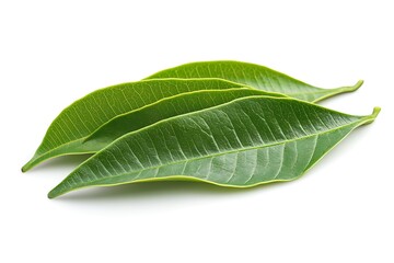 Obraz premium Three vibrant green leaves isolated on white background.