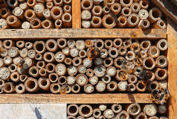 Wild bees Osmia Cornuta Mason Bees are flying in front of a diy made insect hotel of wood.