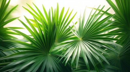 Vibrant Green Palm Leaves Isolated on White Background Fresh Flora Bright Natural Light