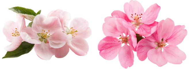 Blooming spring flowers are shown isolated on a white background