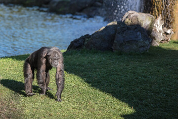 Chimpanzee in the Valencia bioparc