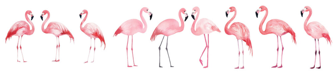 Fototapeta premium A greeting card design featuring a watercolor illustration of pink flamingos isolated on a white background
