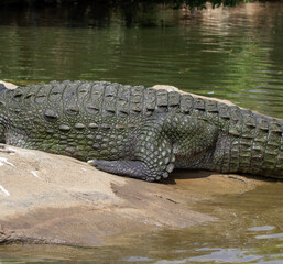 Close up shot of a crocodile's body