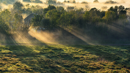 Sunlight Through Fog in a Morning Meadow with Trees