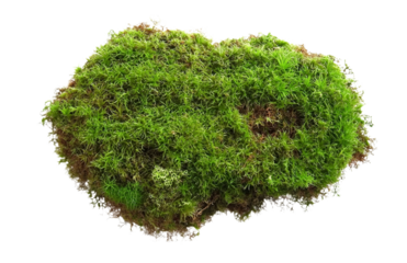 This image presents a top-down view of fresh green moss, emphasizing its texture against a clean white background