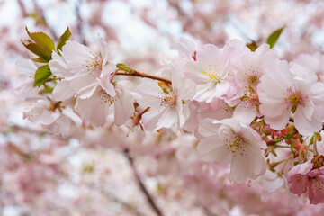 Branch of blooming cherry tree, pink sakura blossom flower on blue sky background. Spring season, nature floral background, wallpaper, backdrop.