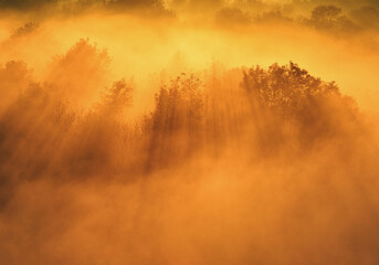 Sunlight Through Fog in a Morning Meadow with Trees