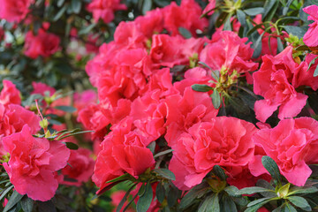 Blooming red japan Azalea Ericaceae bush, rhododendron flower background. Evergreen decorative plant outdoor or in orangery in botanical garden. Gardeining, plant breeding