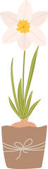 Cute illustration of a narcissus flower plant in a pot