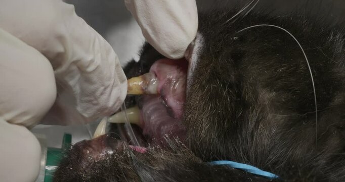 A veterinarian wearing protective gloves performs a precise extraction of a canine tooth during a dental procedure in a clinical setting. A veterinary dentist removes a diseased tooth from a dog.
