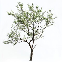 Fototapeta premium American Elm Tree Isolated on White Background. Green Elm Tree Branch in Nature