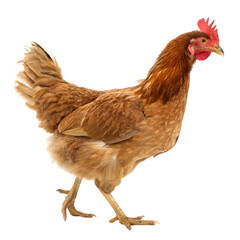 Fototapeta premium chicken on white background