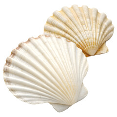 sea shell isolated on white