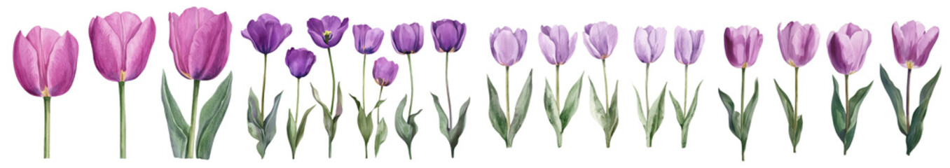 An isolated white background serves as the setting for watercolor illustrations of purple tulips