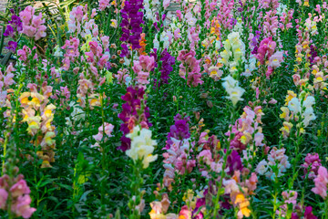 Beautiful spring garden. The green lawn emphasizes the blooming flowers in the garden. A diverse spectrum of colorful flowers, panoramic views of natural beauty