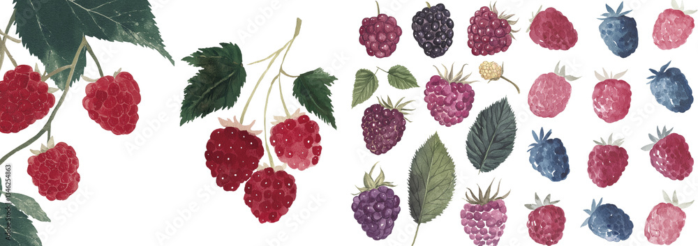 Poster a botanical watercolor illustration shows raspberry berries on a branch, standing out against a plai