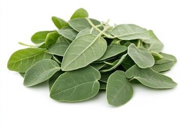 Obraz premium Ashwagandha Leaves - Young Foliage of Medicative Herb Isolated on White Background