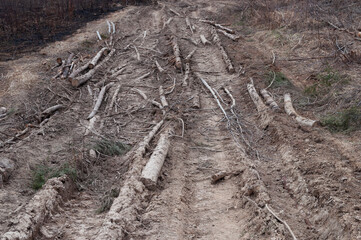 Closeup of rutted dirt road littered with logs and tree branches