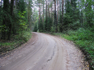 Country dirt road in pine forest, turn of the road, autumn time