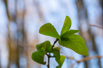 Spring young leaves on the trees against the background of a spring park. Spring landscape, trees with first leaves