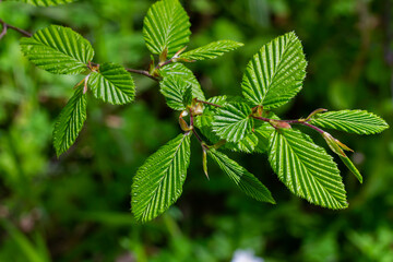 Bright green hornbeam tree leaves in front of the sky. Forest nature background