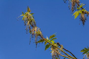 The ash-leaved maple Acer negundo flowers in early spring, sunny day and natural environment, blurred background