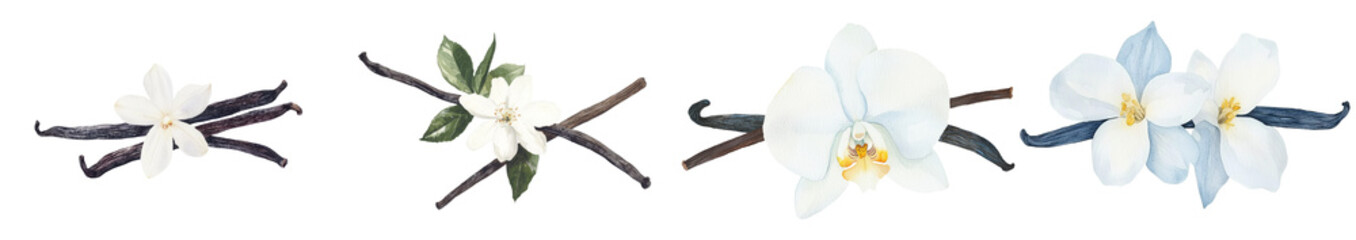 Vanilla set on an isolated white background is shown in a watercolor illustration