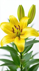 Fototapeta premium Vibrant yellow lily bloom with buds against a white background