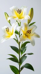 Obraz premium Elegant white lily flowers with yellow stamen on a stem against a minimalistic background