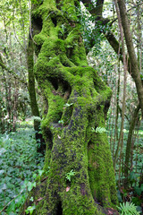 Fototapeta premium tree, jungle, wood, branch, moss, forest, trunk, bark, texture, rainforest, environment, roots, grass, trees, plant, fern, leaf, green, nature, leaves, natural, root, landscape, water, brown, woods, 