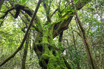 tree, jungle, wood, branch, moss, forest, trunk, bark, texture, rainforest, environment, roots, grass, trees, plant, fern, leaf, green, nature, leaves, natural, root, landscape, water, brown, woods, 