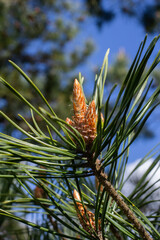 Selective focus of detail of ovoid and orange shoots of Pinus pinea and green needles with blurred...