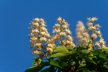 Aesculus hippocastanum is a large tree. Its inflorescences are a source of nectar for bees and insects, and are used as an ingredient in traditional medicine