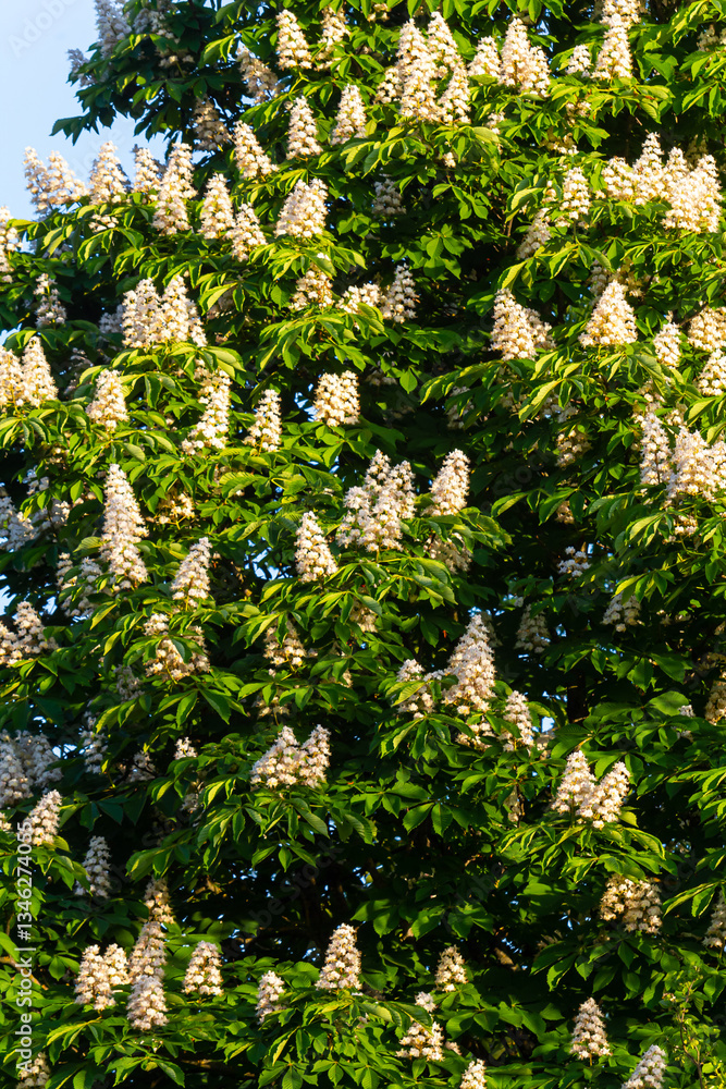 Poster aesculus hippocastanum is a large tree. its inflorescences are a source of nectar for bees and insec