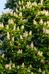 Aesculus hippocastanum is a large tree. Its inflorescences are a source of nectar for bees and insects, and are used as an ingredient in traditional medicine