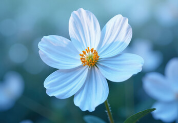 Close-up of Light Blue Cosmos Flower